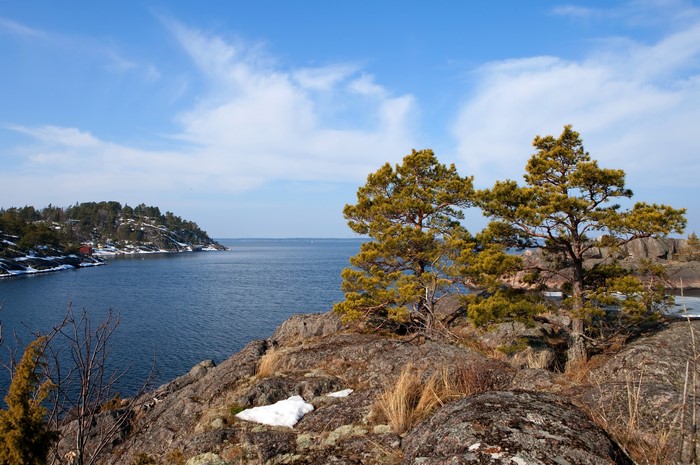 Rocky coast with pine trees and a bay