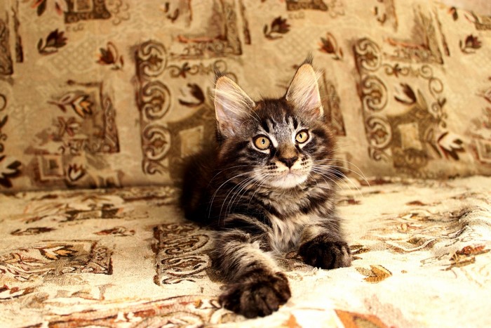 Maine Coon kitten lying on a patterned couch