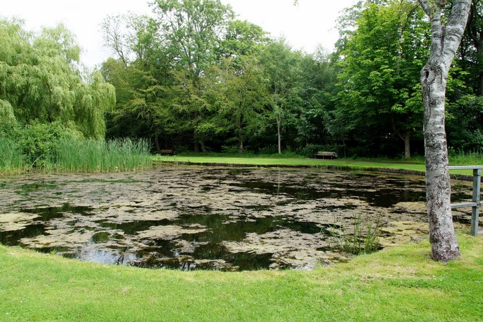 Pond with reeds and trees in a park
