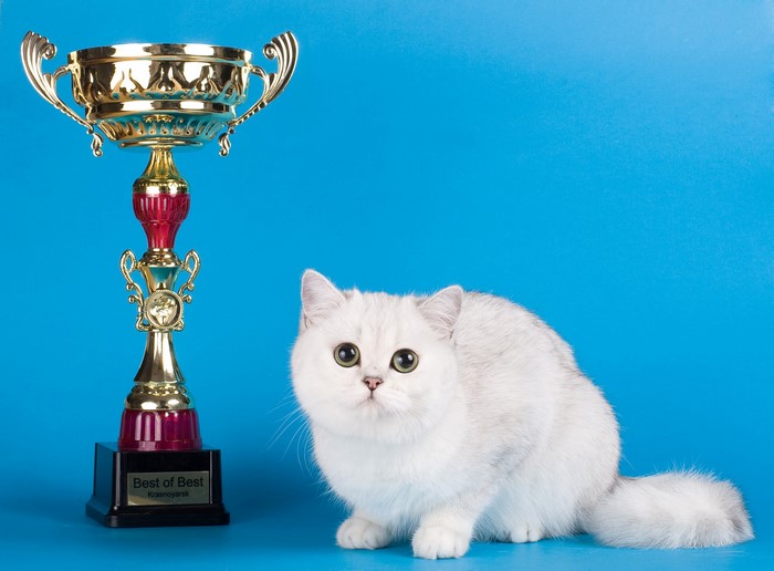 White cat with trophy