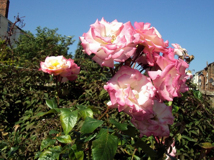 Pink and white roses in bloom