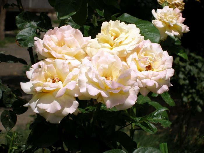 A cluster of pale yellow roses with pink edges