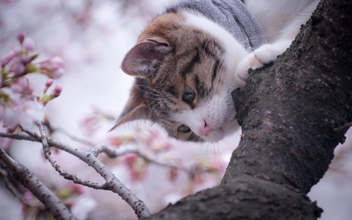 Cat wearing a scarf in a cherry blossom tree