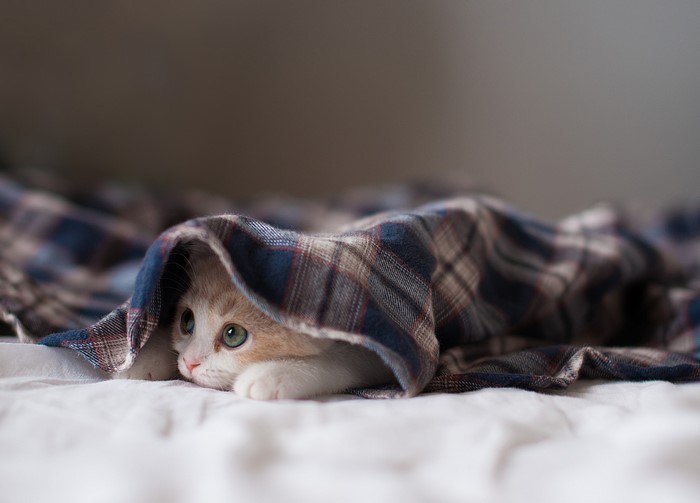 Kitten peeking from under a plaid blanket