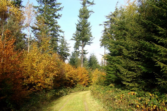Autumn forest path with tall evergreen trees