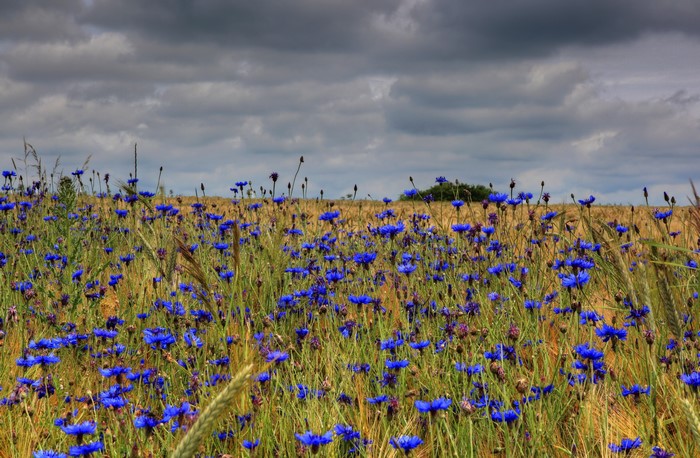 Field of blue cornflowers under a cloudy sky