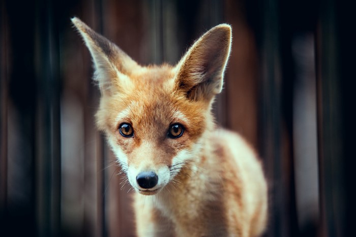 Close-up of a young fox
