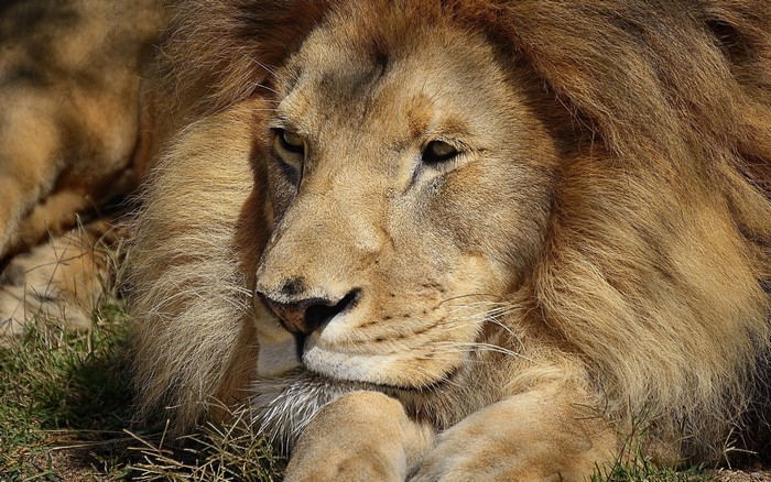 Close-up of a male lion's face