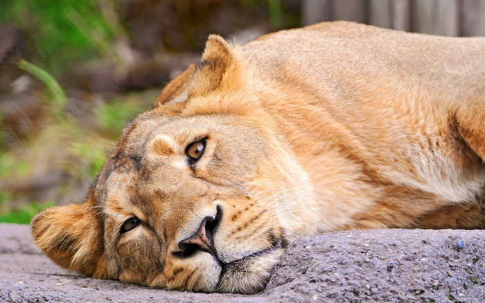 Lioness lying down on rocks