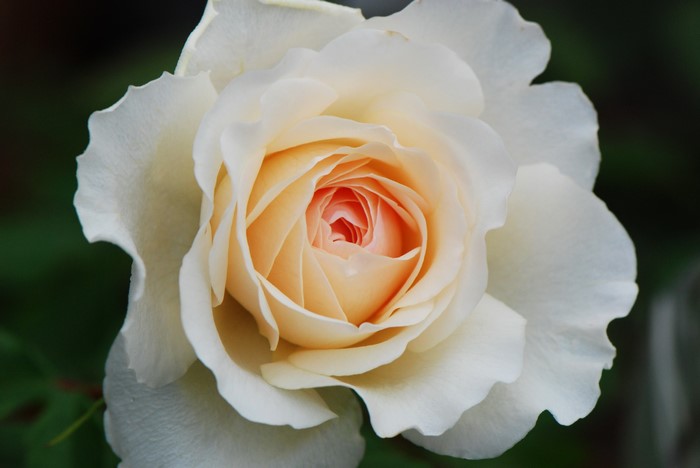Close-up of a creamy white and peach rose