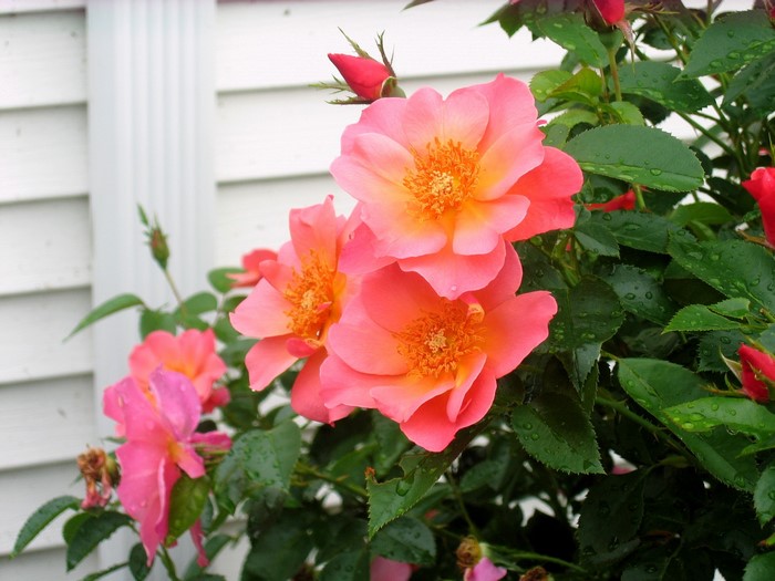 Pink and orange roses with green leaves