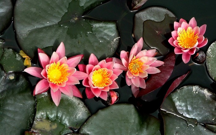 Pink Water Lilies on Dark Water