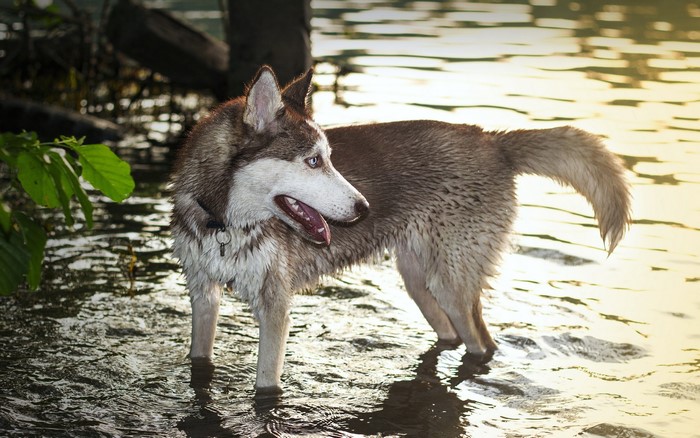 Husky dog standing in water