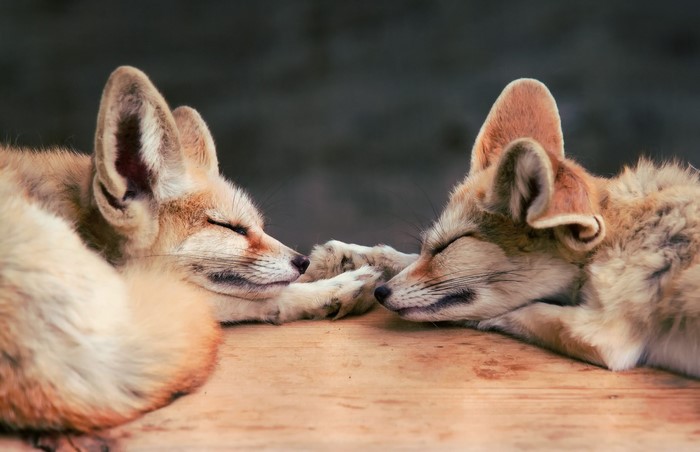 Two fennec foxes sleeping on wood