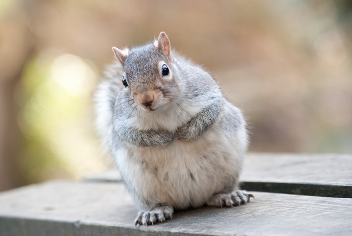 A squirrel sitting on a wooden surface