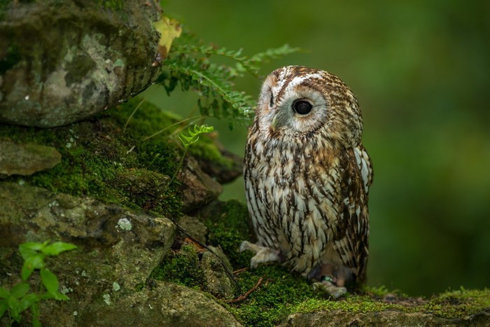 Tawny owl perched on mossy rocks