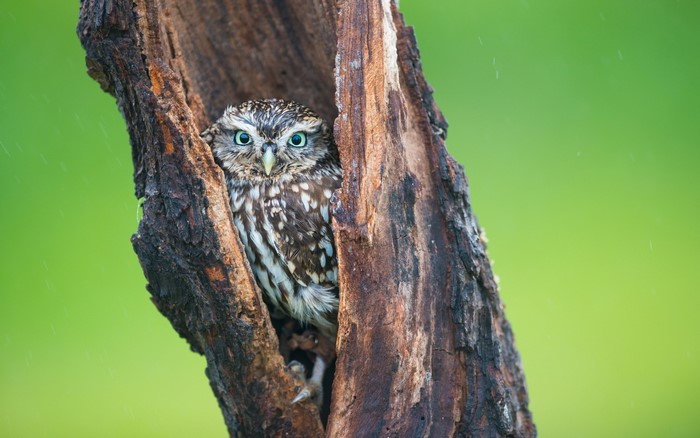 Little owl peeking from a hollow tree trunk