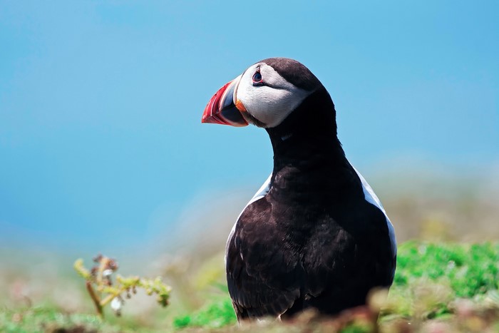 Puffin bird on a grassy cliff