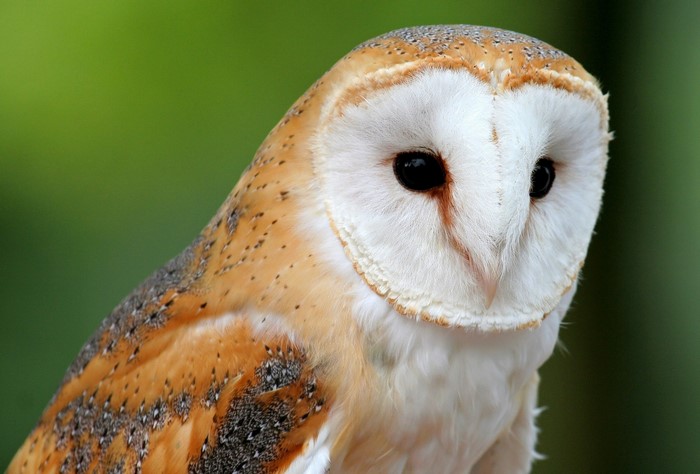 Barn owl with white face and brown speckled feathers