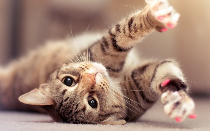 A tabby cat with pink nail caps plays on its back