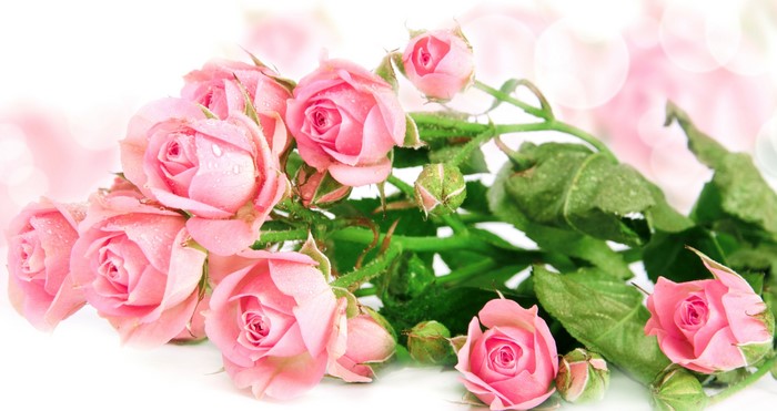 Pink Roses with Water Droplets
