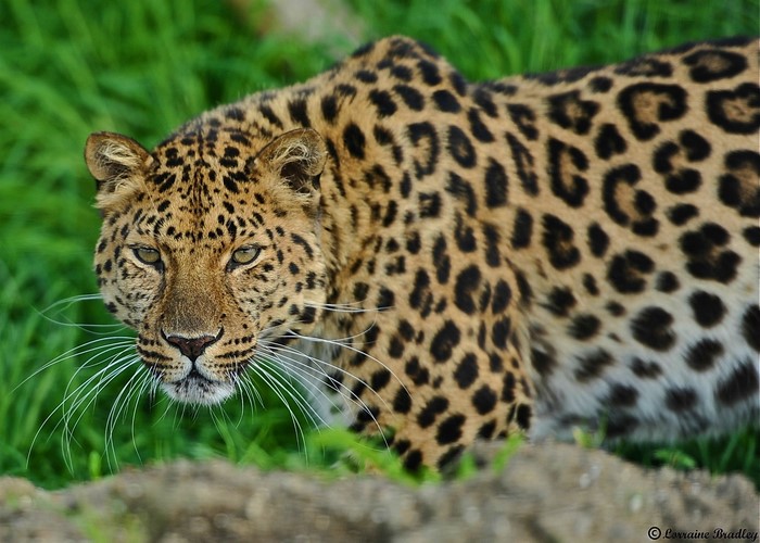 Leopard in green grass