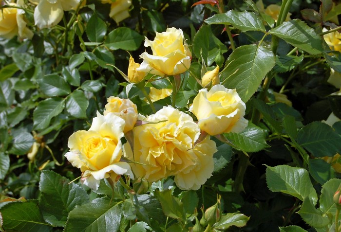Yellow roses blooming on a bush