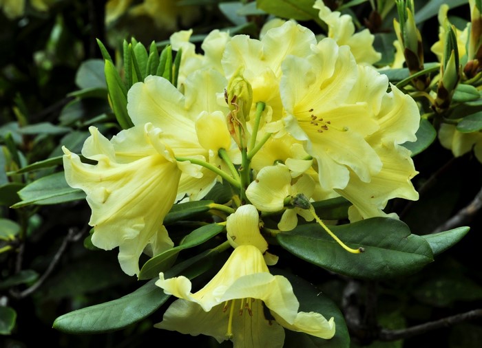 Yellow Rhododendron flowers and leaves
