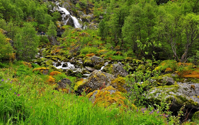 Waterfall flowing over mossy rocks in a green forest