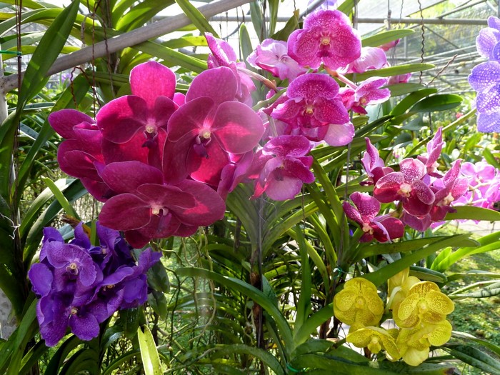 Orchids in a greenhouse