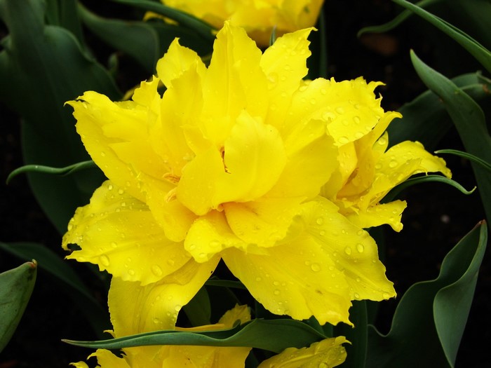 Yellow double tulips with water droplets