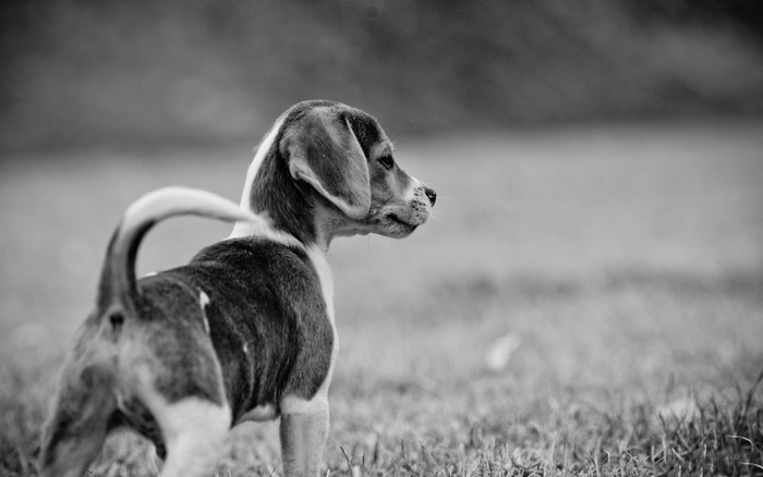 Beagle puppy standing in grass