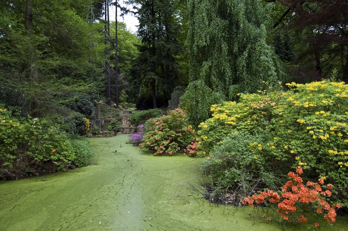 A park with a pond covered in green algae and colorful flowers