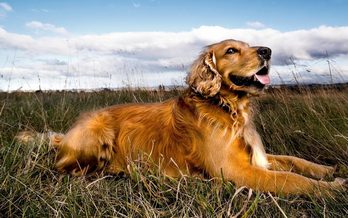 Golden Retriever dog lying in tall grass