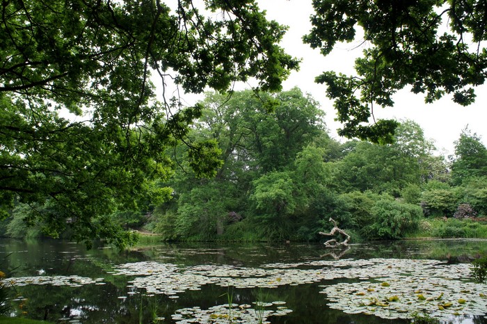 Lake with lily pads and trees