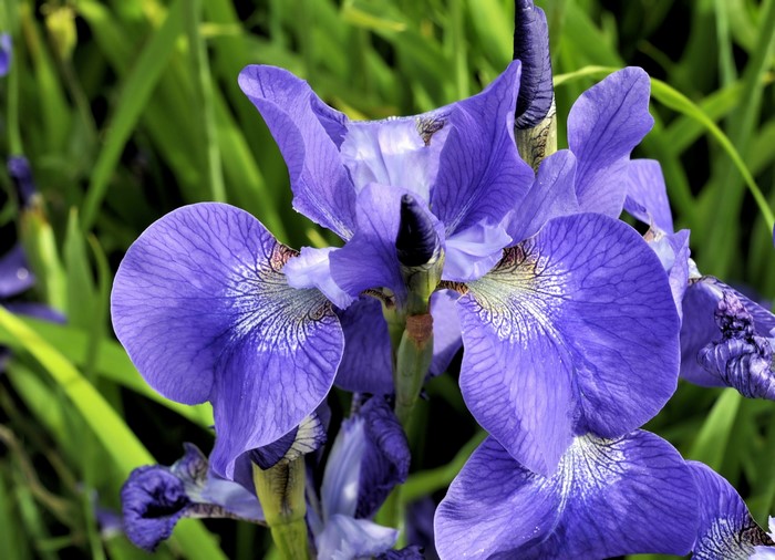 Close-up of purple irises with green foliage