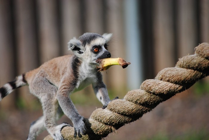 Ring-tailed Lemur Eating Banana on Rope