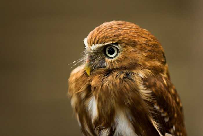 Close-up of a small brown owl
