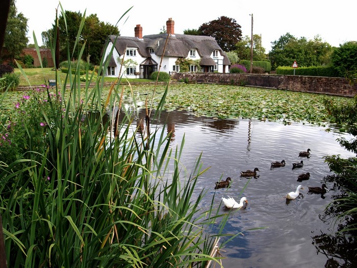 Thatched cottages by a pond with ducks in the United Kingdom