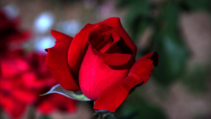 Red rose in bloom