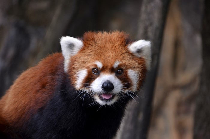 Red Panda close-up portrait