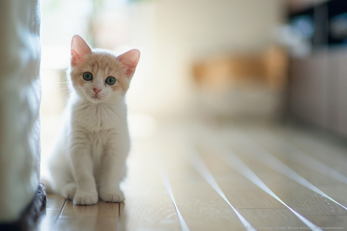 A cute kitten sitting on a wooden floor