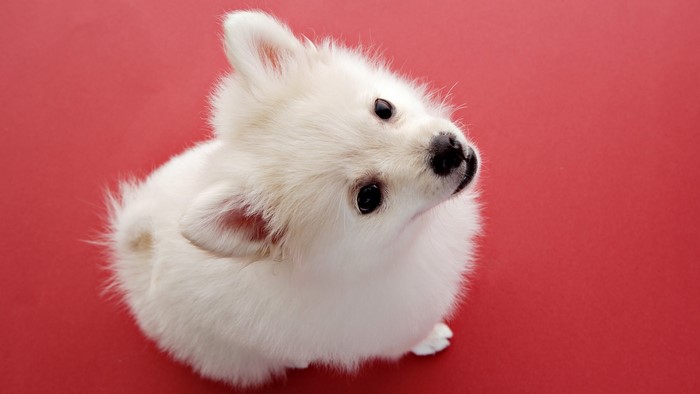 White Pomeranian puppy on a red background