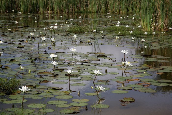 Water lilies on a pond with reeds