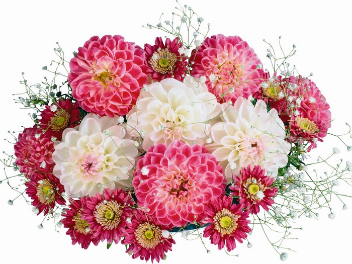 Bouquet of pink and white dahlias with baby's breath