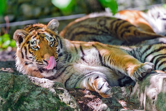 Tiger licking its nose while lying down