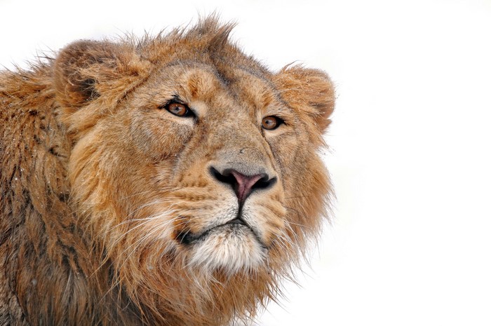 Lion with mane in snow