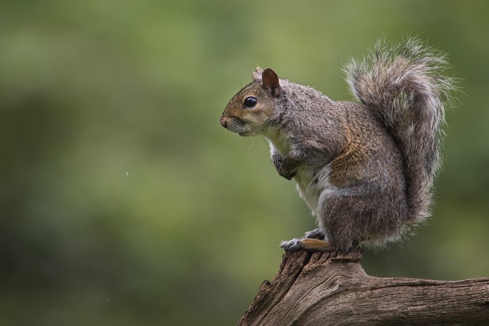 A squirrel perched on a tree branch