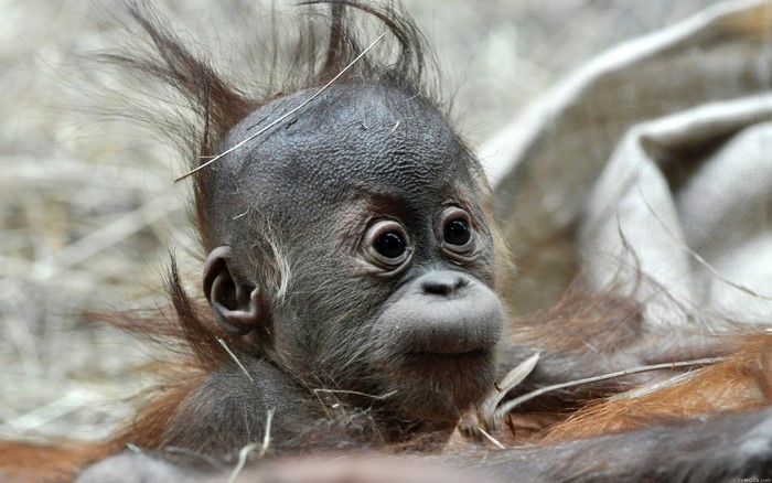 Baby orangutan with messy hair