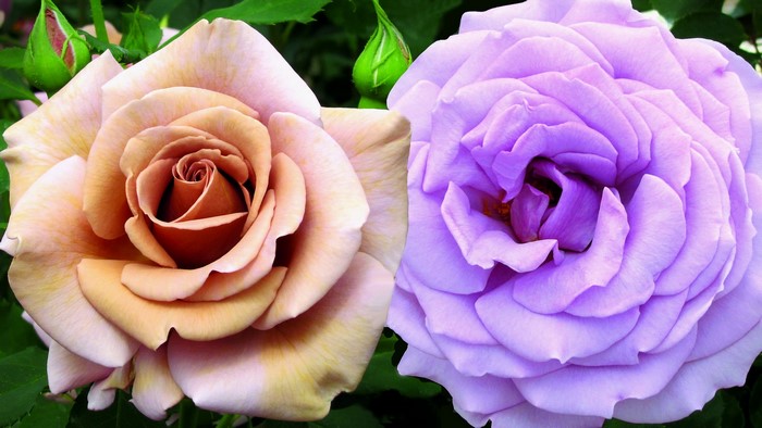 Two Roses, One Peach and One Lavender